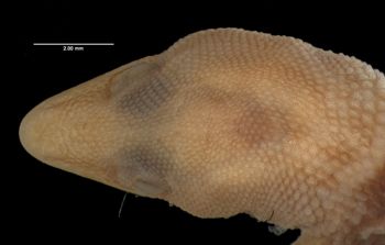 Media type: image;   Herpetology R-166718